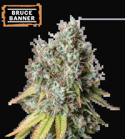 Bruce Banner Auto