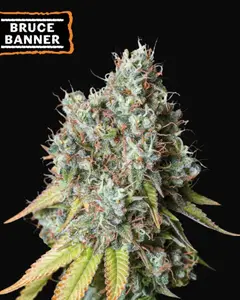 Bruce Banner Auto