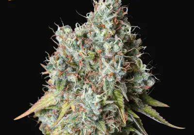 Bruce Banner Auto