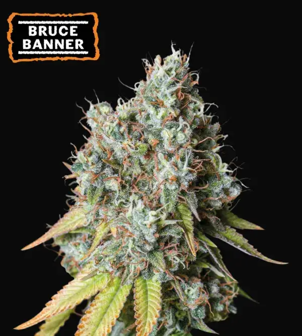 Bruce Banner Auto