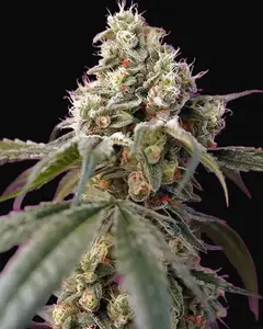 Bruce Banner Auto