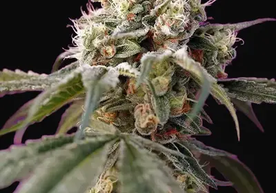 Bruce Banner Auto
