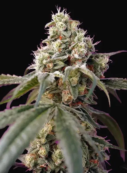 Bruce Banner Auto