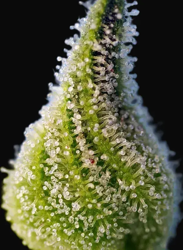 Bruce Banner Auto — zdjęcie 2