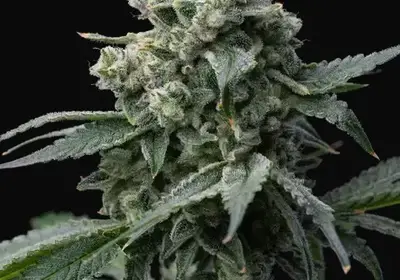 Bruce Banner