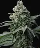 Bruce Banner