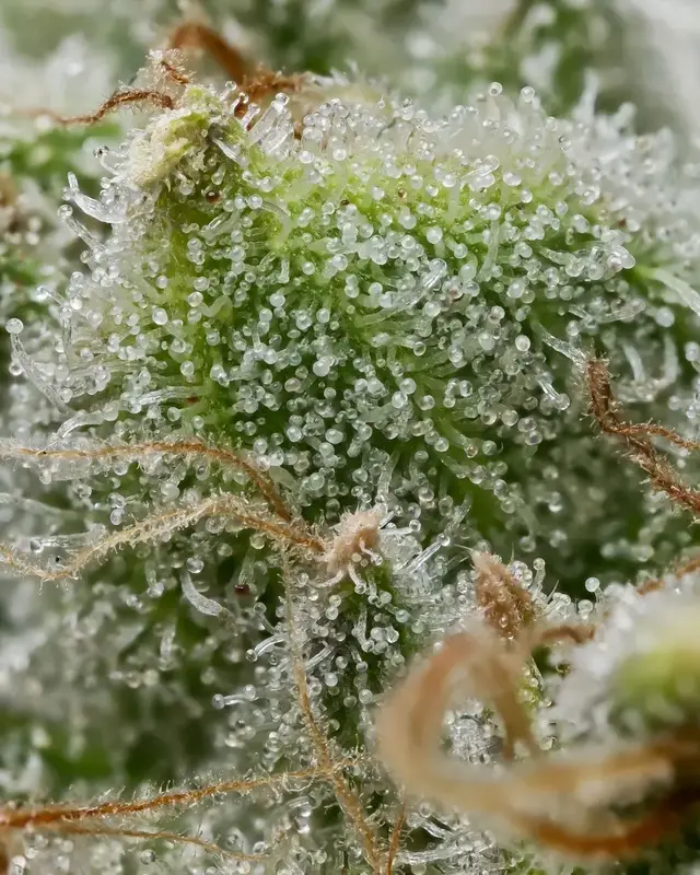 Bruce Banner — zdjęcie 2