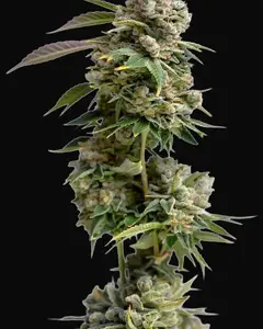 Bruce Banner III