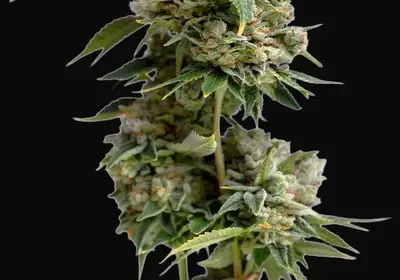 Bruce Banner III