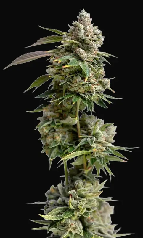 Bruce Banner III