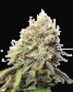 Bruce Banner