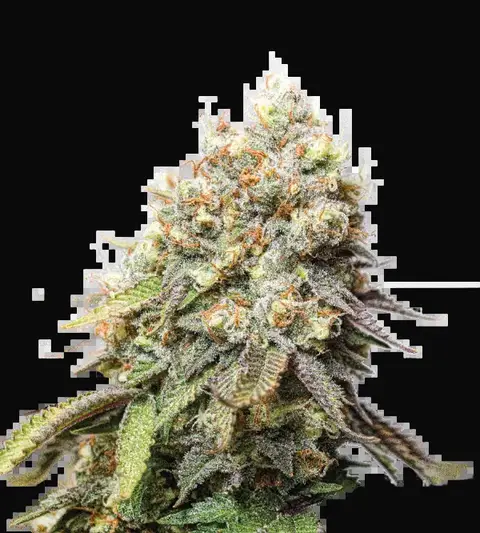 Bruce Banner