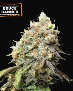 Bruce Banner