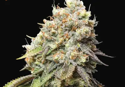 Bruce Banner