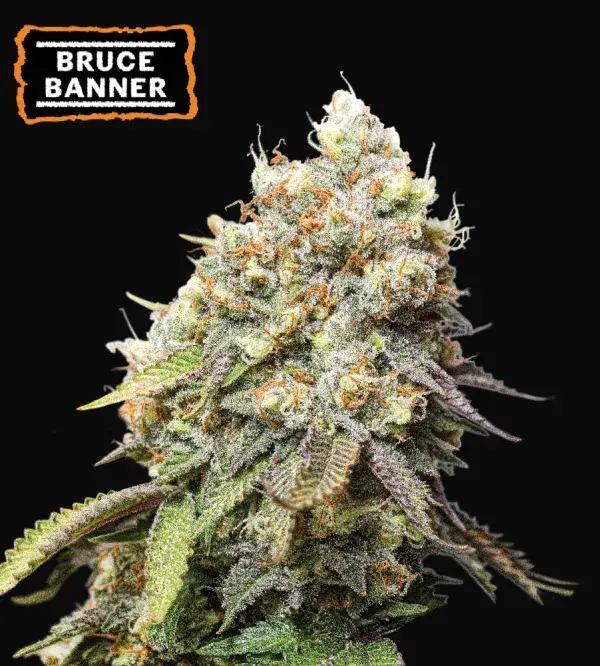 Bruce Banner