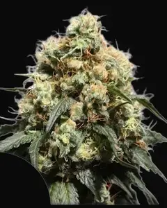 Bruce Lemon Diesel