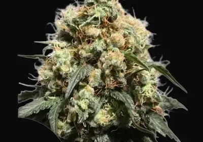 Bruce Lemon Diesel