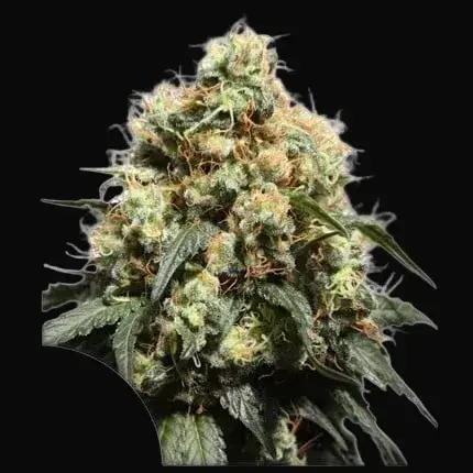 Bruce Lemon Diesel