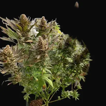 Bruce Lemon Diesel — zdjęcie 4