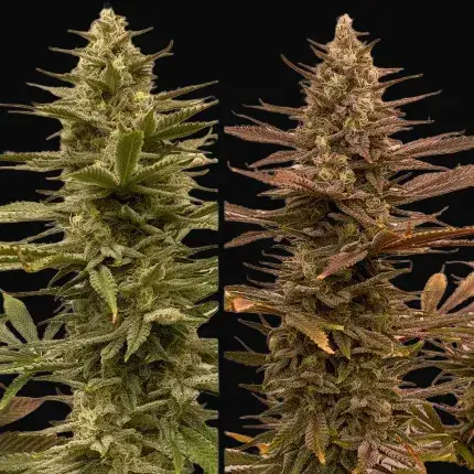 Bruce Lemon Diesel — zdjęcie 5
