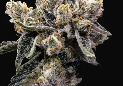 Bruised Banana