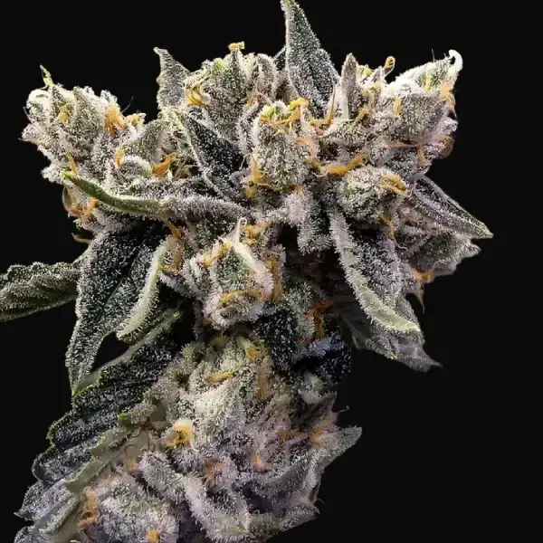 Bruised Banana