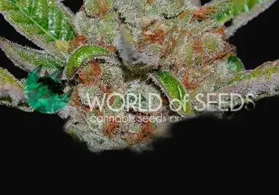 Bubba Haze