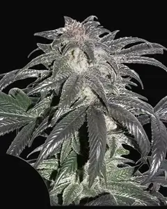 Bubba Island Kush