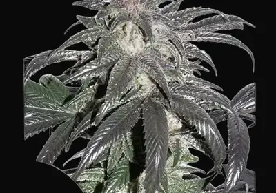 Bubba Island Kush