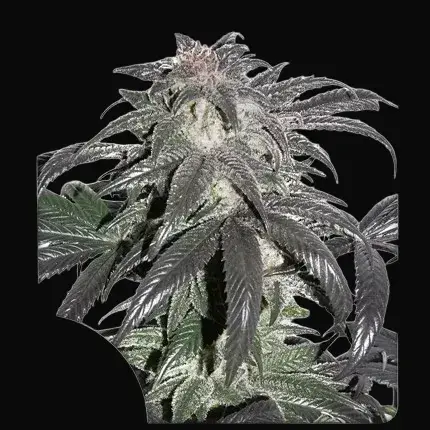 Bubba Island Kush