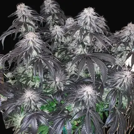 Bubba Island Kush — zdjęcie 4