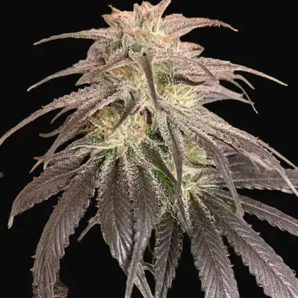 Bubba Island Kush — zdjęcie 2
