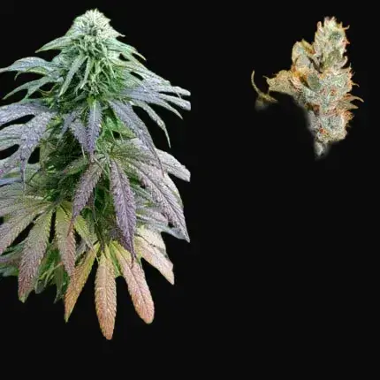 Bubba Island Kush — zdjęcie 3