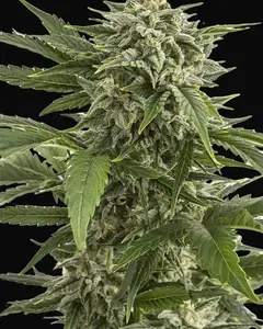Bubba Kush Auto