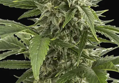 Bubba Kush Auto