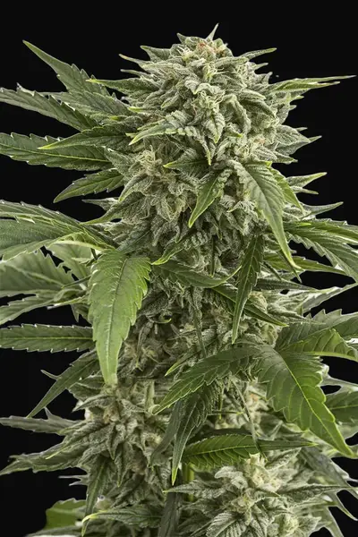 Bubba Kush Auto