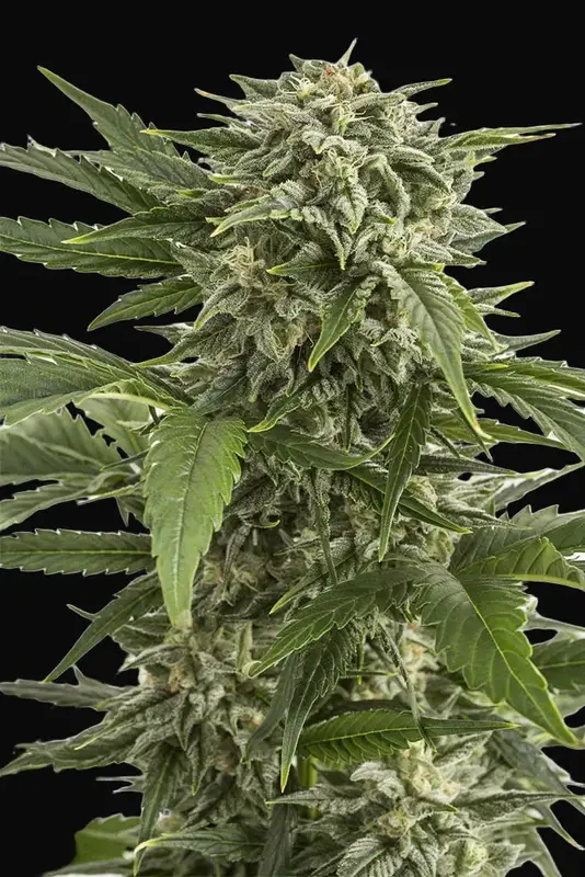 Bubba Kush Auto