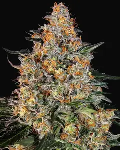 Bubba Kush