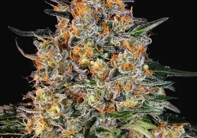 Bubba Kush