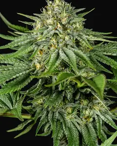 Bubba Kush CBD