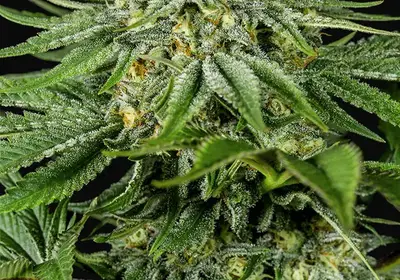 Bubba Kush CBD