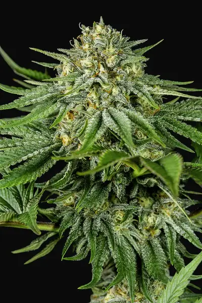 Bubba Kush CBD