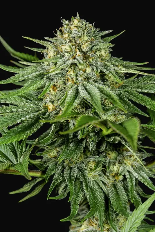 Bubba Kush CBD