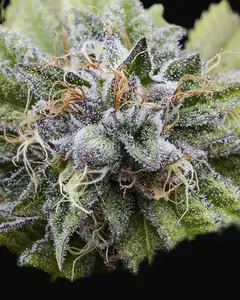 Bubba Kush