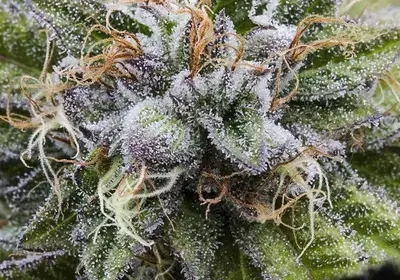 Bubba Kush