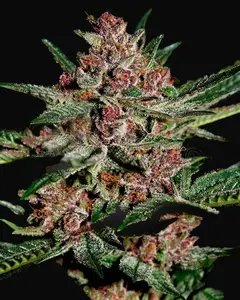 Bubba Kush