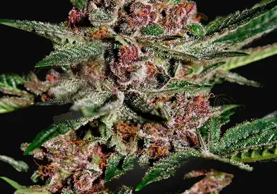 Bubba Kush
