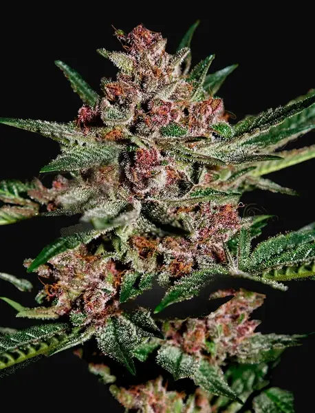 Bubba Kush