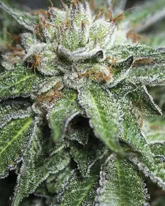 Bubba Kush