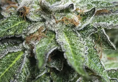Bubba Kush